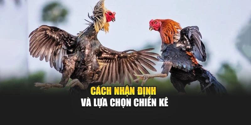 Đá Gà Cựa Dao – Tham Gia Sới Gà, Trải Nghiệm Cực Đã 5 Cách nhận định và lựa chọn chiến kê