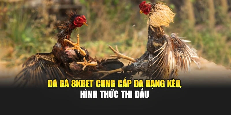 Đá gà 8KBET cung cấp đa dạng kèo, hình thức thi đấu 