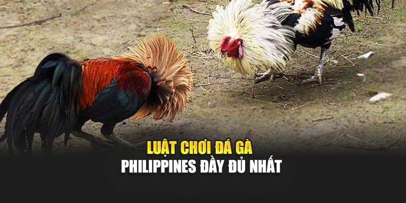 Luật chơi đá gà Philippines đầy đủ nhất