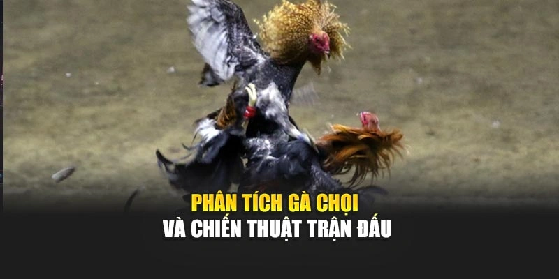 Phân tích gà chọi và chiến thuật trận đấu