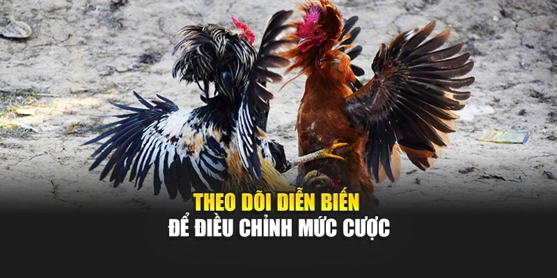 Đá Gà Cựa Dao – Tham Gia Sới Gà, Trải Nghiệm Cực Đã 6 Theo dõi diễn biến để điều chỉnh mức cược