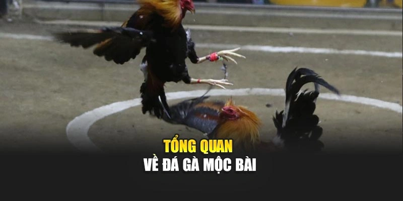 Tổng quan về đá gà Mộc Bài